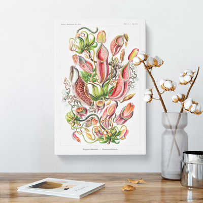 Pitcher Plants by Ernst Haeckel - Wrapped Canvas