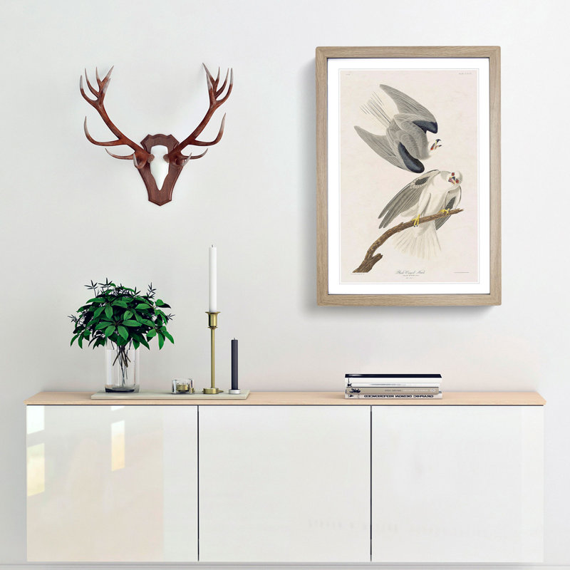 Black-Winged Hawk by John James Audubon - Picture Frame Art Print, 65cm H x 48cm W x 2cm D, Oak Framed