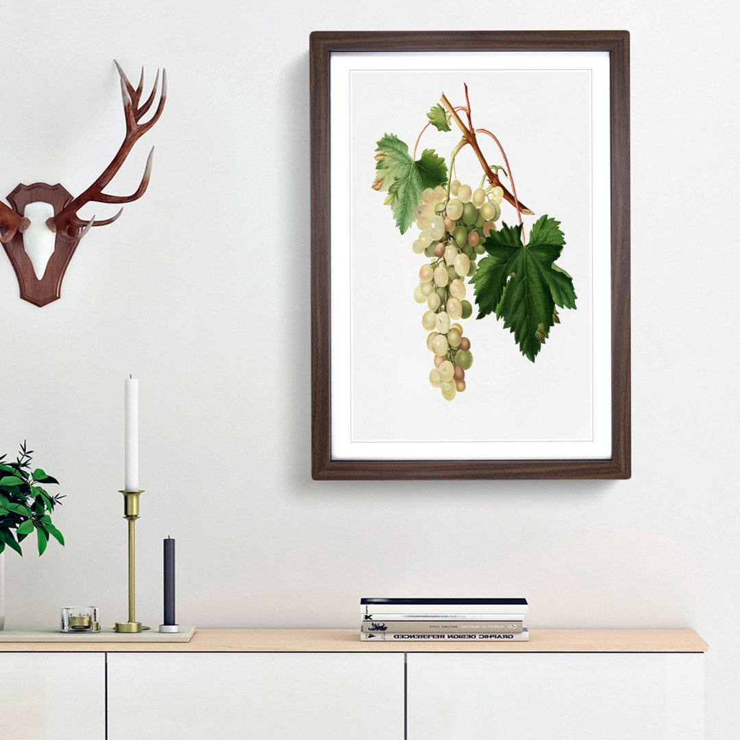 Muscat Grapes by Giorgio Gallesio - Picture Frame Painting Print
