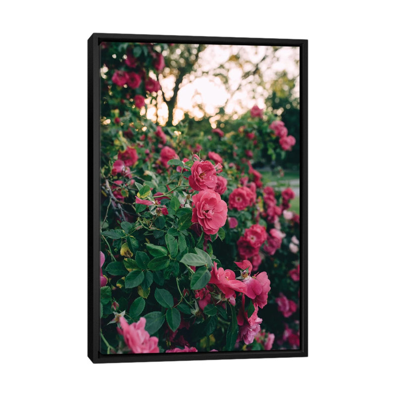 « rose douille ii », reproduction de photo sur toile, H 26 po x l 18 po x P 1,5 po, Toile avec cadre noir, Pas de tapis