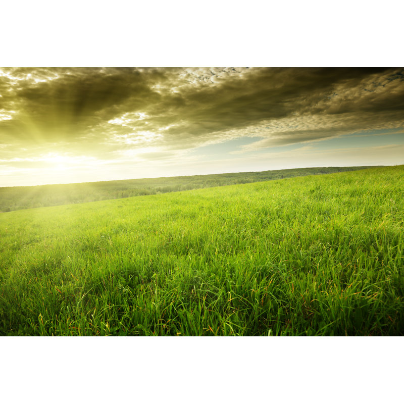 Field Of Spring Grass - Wrapped Canvas Print, 30cm H x 46cm W x 3.8cm D