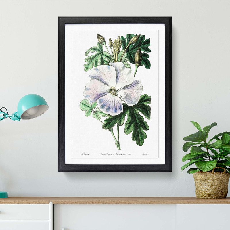 White Hibiscus Flower - Framed Print, 48cm H x 36cm W x 2cm D, Black Framed