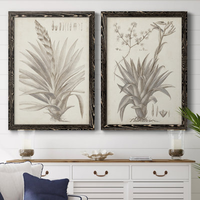 Sépia plantes exotiques III - ensemble de 2 reproductions de dessins encadrés