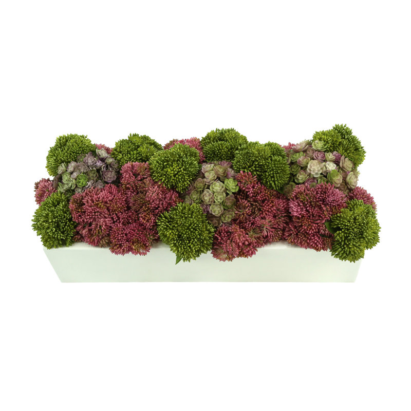 Assortiment de sédums et de plantes grasses dans un pot en fibre de pierre