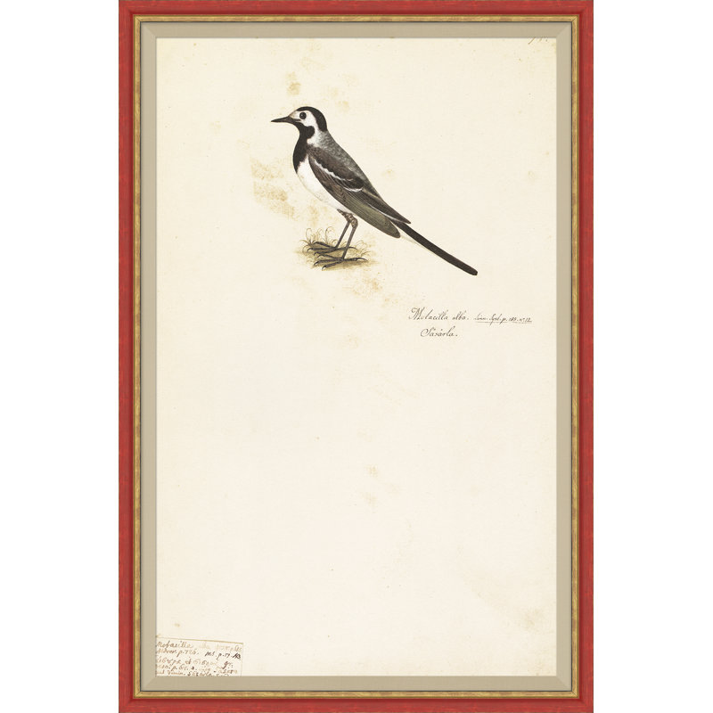 18th Century Bird Re-Strikes X Painting