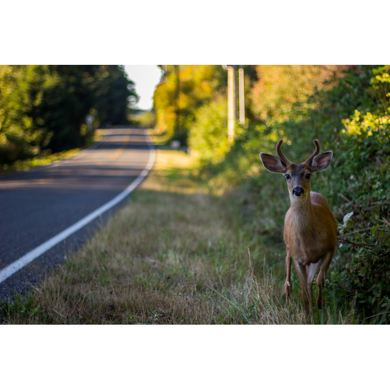 Cerf noir - Photographie sur toile tendue, H 8 po x l 12 po