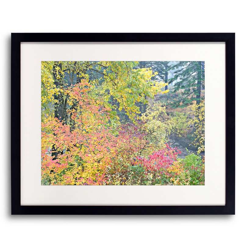Autumn Vine Maples Portrait Print by Bruce Heinemann, Wrapped Canvas, No Mat, 24" H x 32" W