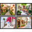 Santorini, Grèce, fleurs roses, gros plan, impression sur papier, 4 pièces-97782350-97782351