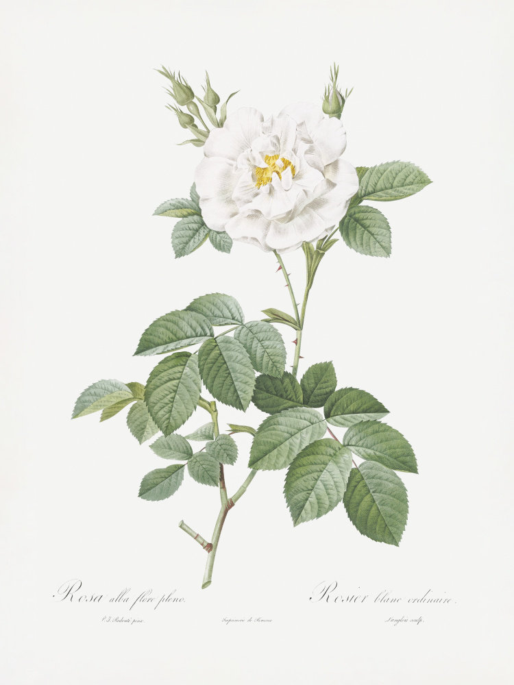 Lark Manor Rosa Alba Flore Pleno | Wayfair.ie