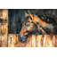 «The Head of a Horse in Stable», peinture sur toile-59785289-59535547