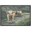 Animaux lavés en Écosse Highland Country Cow-93629604-93629605