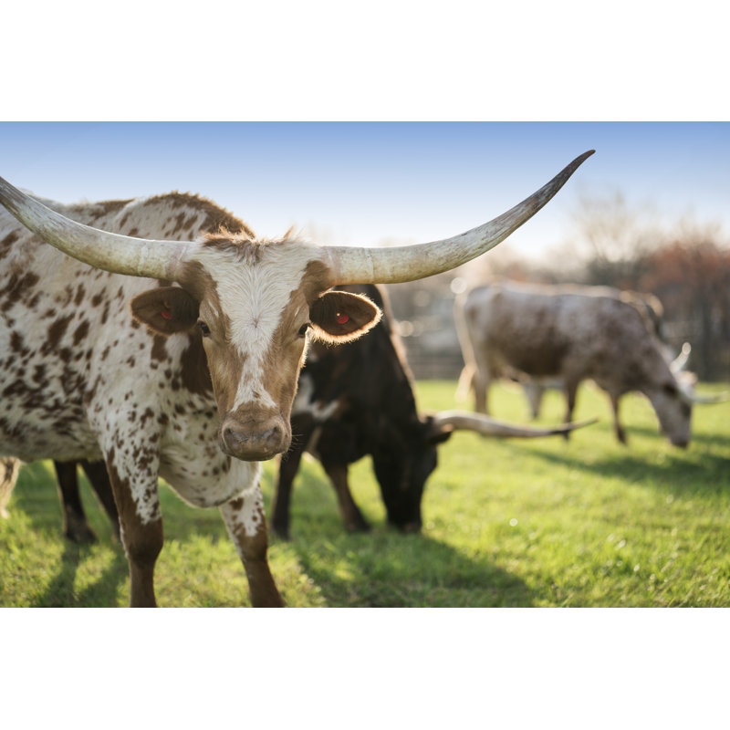 Spotted Texas Longhorn Cattle by Wanderluster - Wrapped Canvas Print, 81cm H x 122cm W