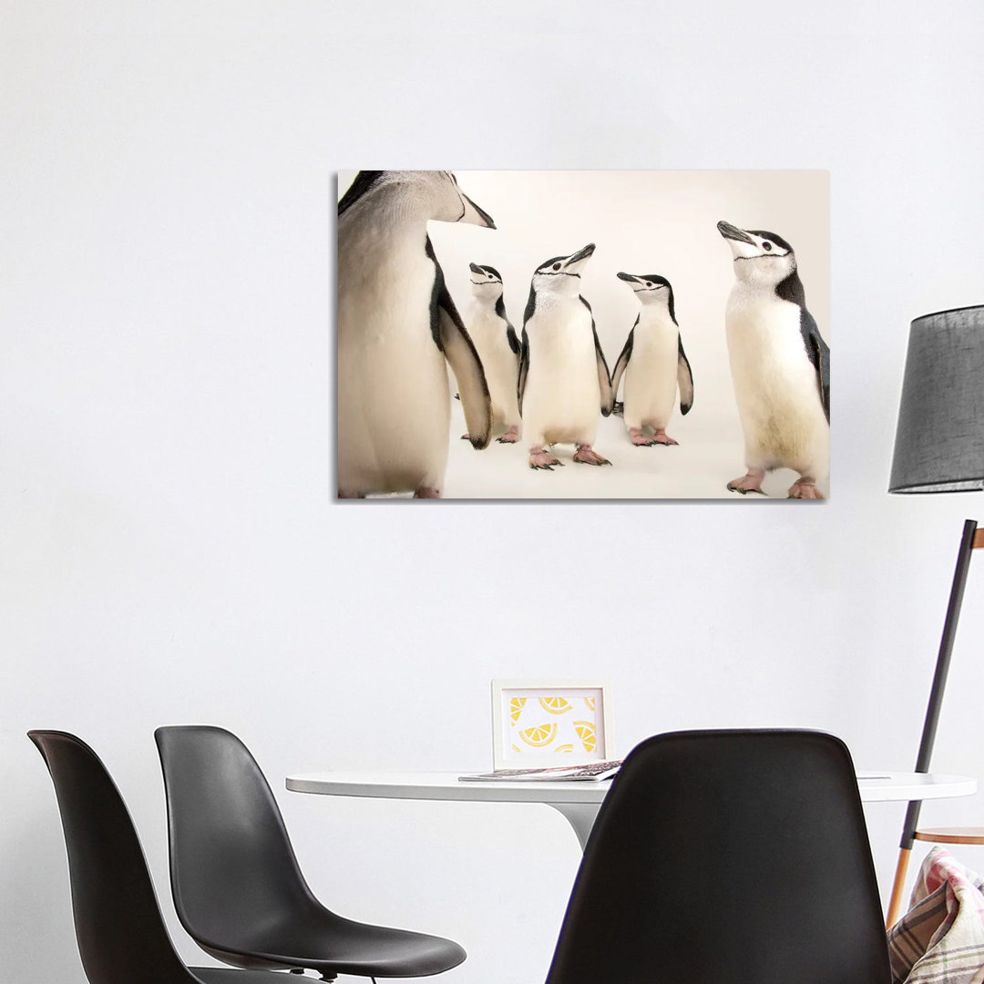 Zügelpinguine im Newport Aquarium I von Joel Sartore - Galerie-verpackte Leinwand Giclée auf Leinwand