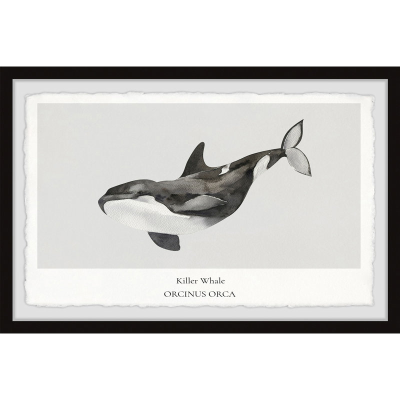Wareham Sperm and Killer Whale C 1 Piece Single Picture Frame Wall Art