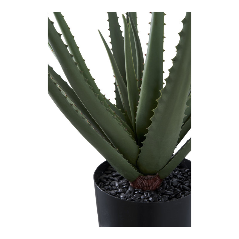 Ance 51cm Aloe Vera Plant