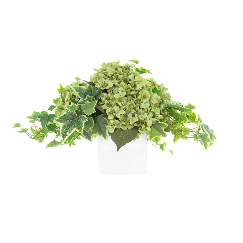 Hydrangea and Ivy Arrangement in Square Pot