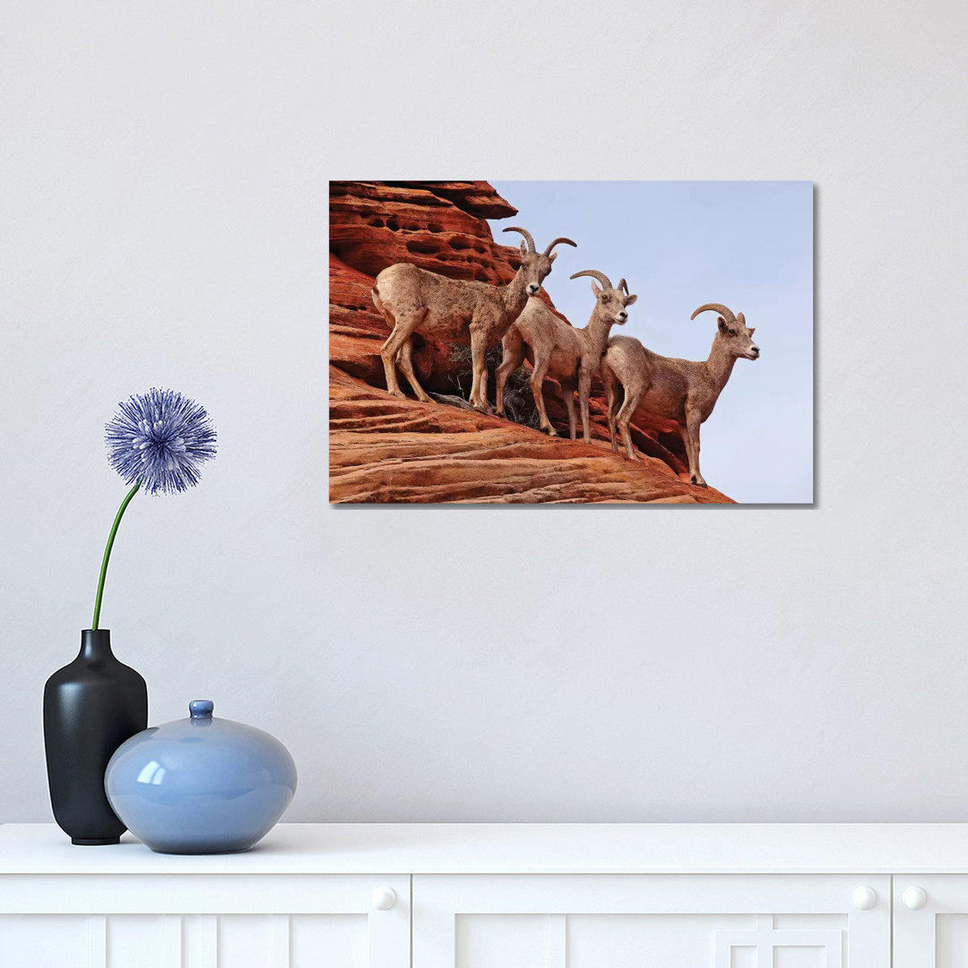 Desert Bighorn Sheep by Brian Wolf - Wrapped Canvas Print