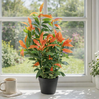 80cm Faux Ficus Plant in Pot Liner