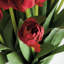Barreto PEONY TULIP BUNDLE encastré 23,5 po-129903248