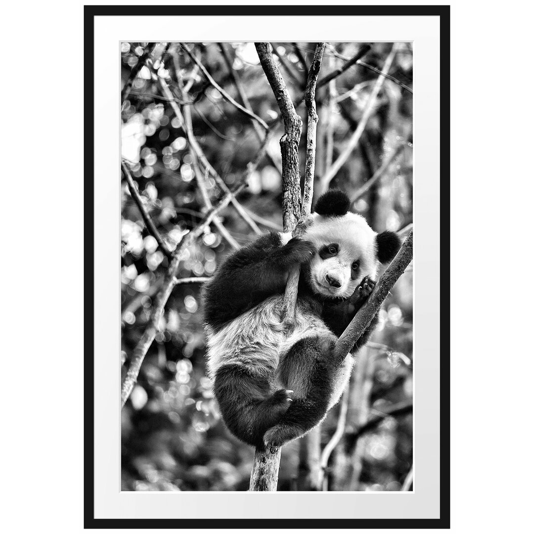 Gerahmtes Poster Niedlicher Pandabär auf Baum