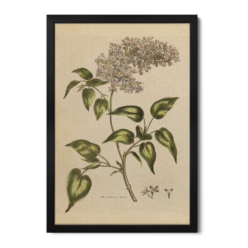 «Herbal Botanical I Crop II», reproduction d'art mural - affiche de galerie, H 24 po x l 16 po