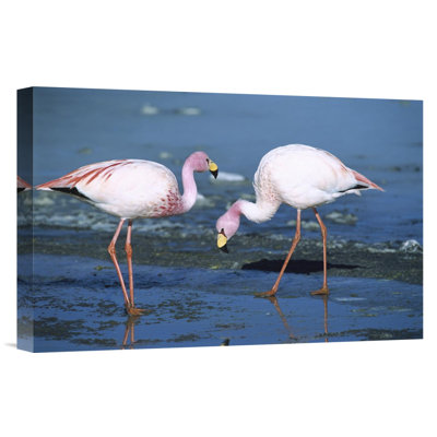 " Puna Flamingos Feeding In Laguna Colorada, Andean Altiplano, Bolivia "