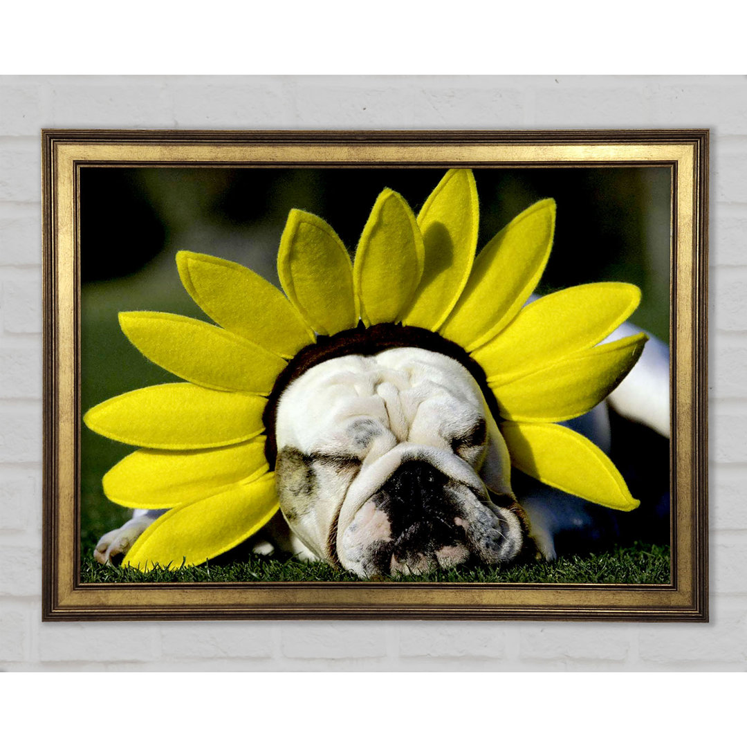 Hund Sonnenblumenhut - Einzelner Bilderrahmen Kunstdrucke