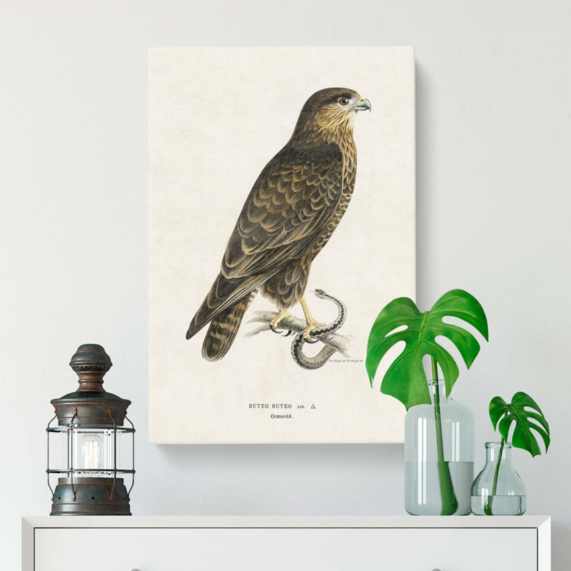 The Common Buzzard by Von Wright - Wrapped Canvas, 50cm H x 35cm W x 3cm D