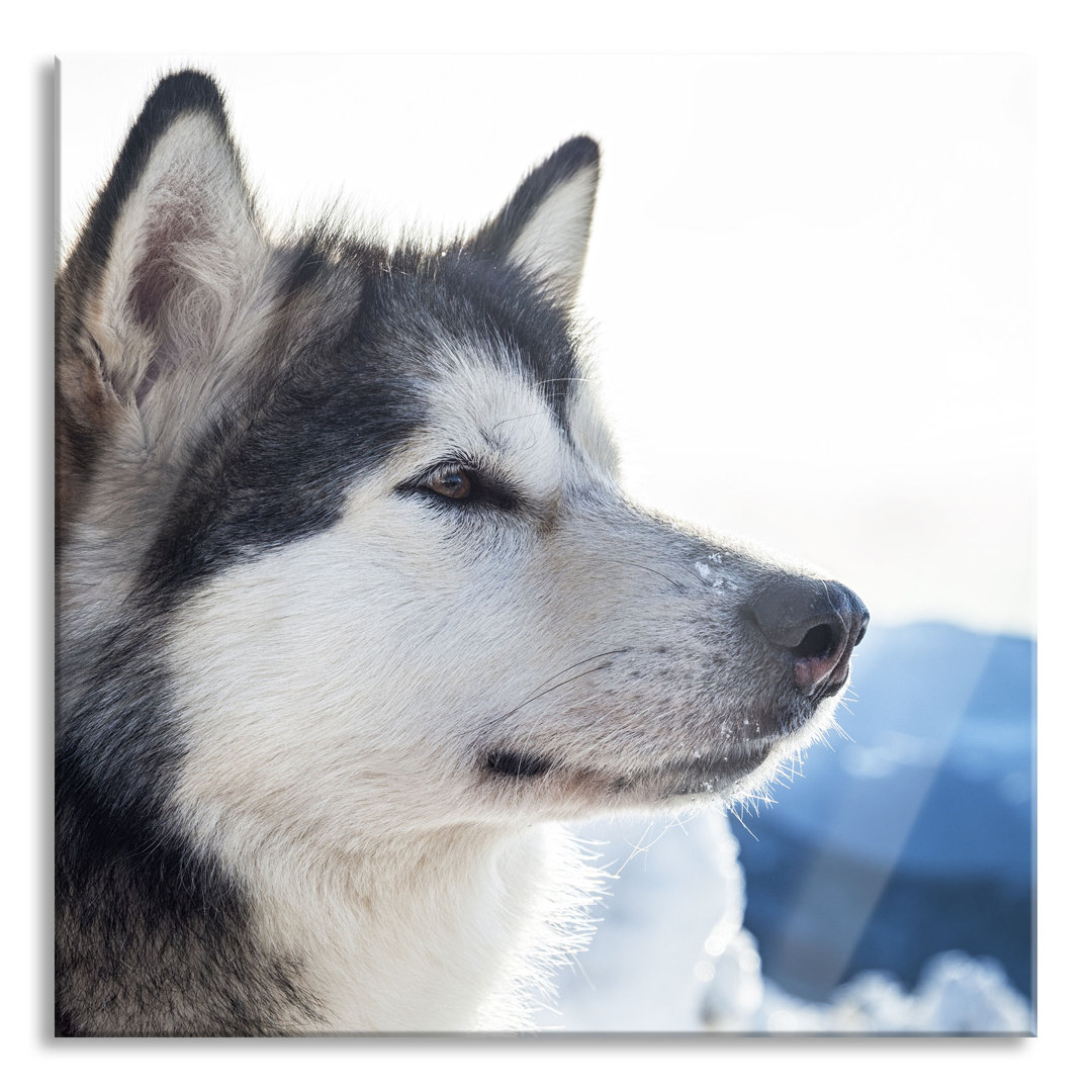 Glasbild Niedlicher Husky im Schnee