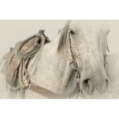 «Cow Pony», photographie sur toile