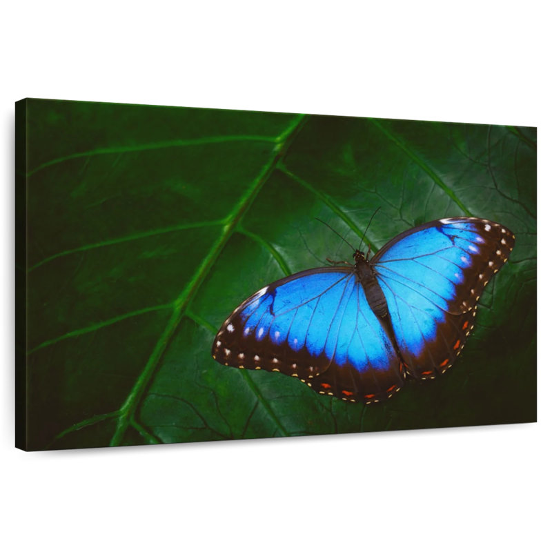 Brampt Pretty Blue Butterfly, 8" H x 12" W