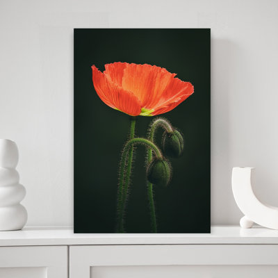 Poppy Bloom With Buds Delicate Elegant Vibrant Poppy Flower Nature Wall Art