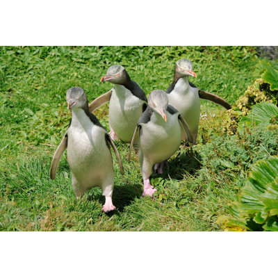 Ayad " Yellow-Eyed Penguin "