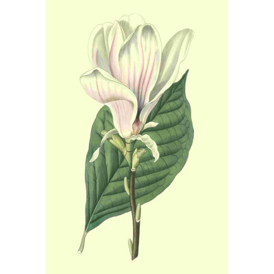 Yulan Magnolia