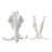 Satnosh Real Warthog Skull - Real Animal Skull (Polished)