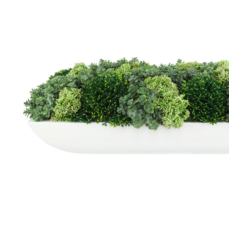 Arrangement de plantes grasses et séduisantes Jerez, Blanc