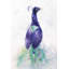 «Graceful Peacock», reproduction sur toile