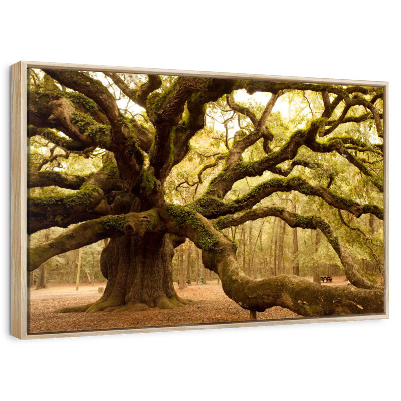 Chêne antique moussu, Cadre flottant en bois naturel, 40 po x 27 po