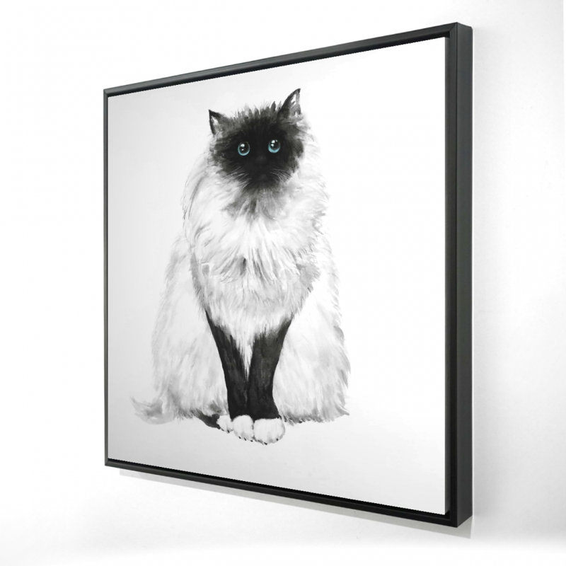 " Blue Eyes Fluffy Siamese Cat "