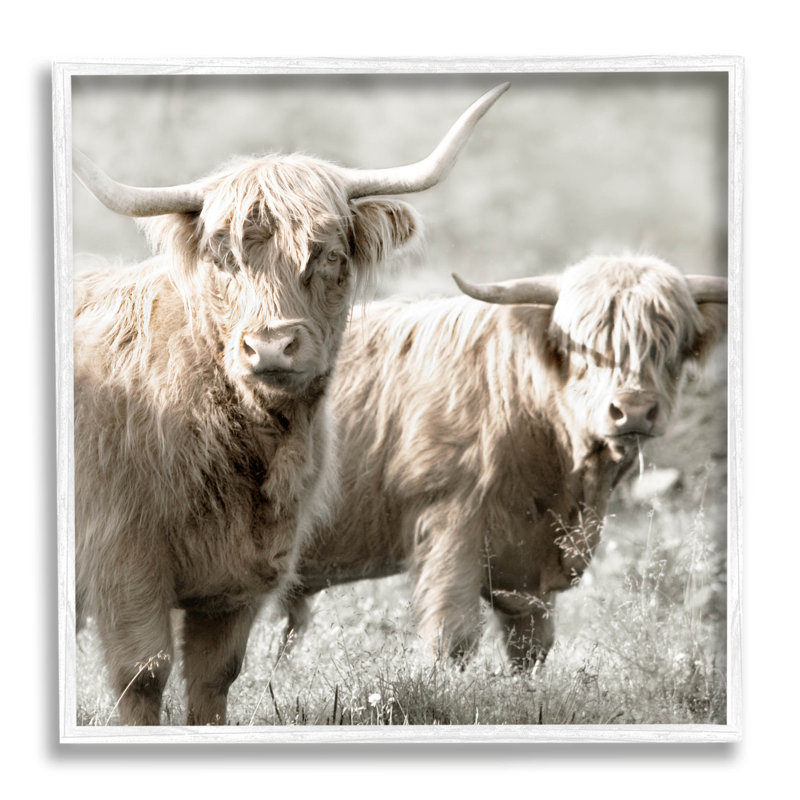 Paire de bovins Highland par Danita Delimont - photographie sur bois, H 12 po x l 12 po x P 1,5 po, Blanc