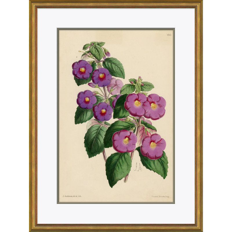 Curtis's Botanicals - Peinture encadrée sur papier
