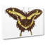 A Papilio Butterfly by George Shaw - Wrapped Canvas-55368393