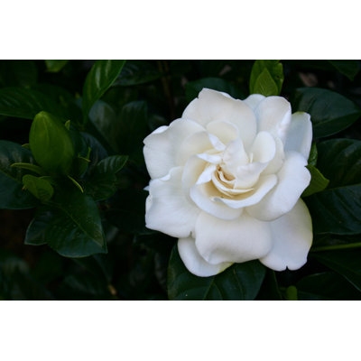 " Gardenia Flower " by Creativefire