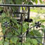 Treillis en métal pour grimper les légumes et la vigne, paquet de 2, galvanisé robuste, hauteur de 71 po, support pour treillis de plantes d'intérieur / extérieur, 20 po x 71 po, finition thermolaquée, roses Ivy idéales