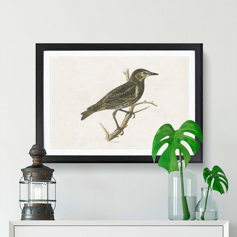 Starling by Von Wright - Framed Print, 27cm H x 36cm W x 2cm D, Black Framed