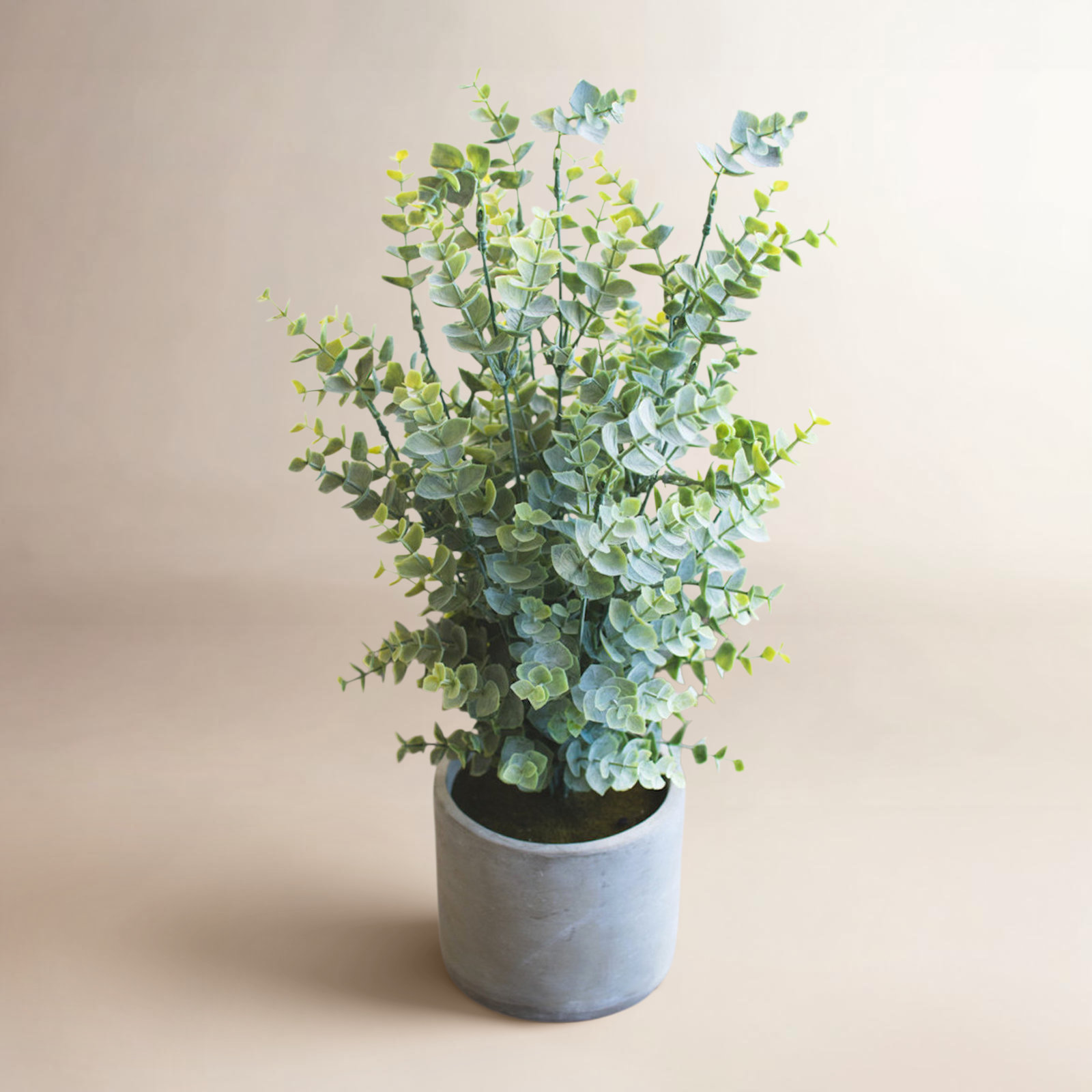18'' Eucalyptus Plant in Cement Pot