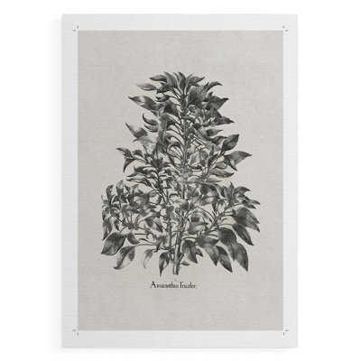 Vintage Floral Print CCCXXXII -Canvas Print Only - NOT FRAMED