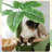 43.4"H 3 Storey Cat Tree with Cat Condo