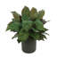 Aglomenia Chinese Evergreen UV Plant