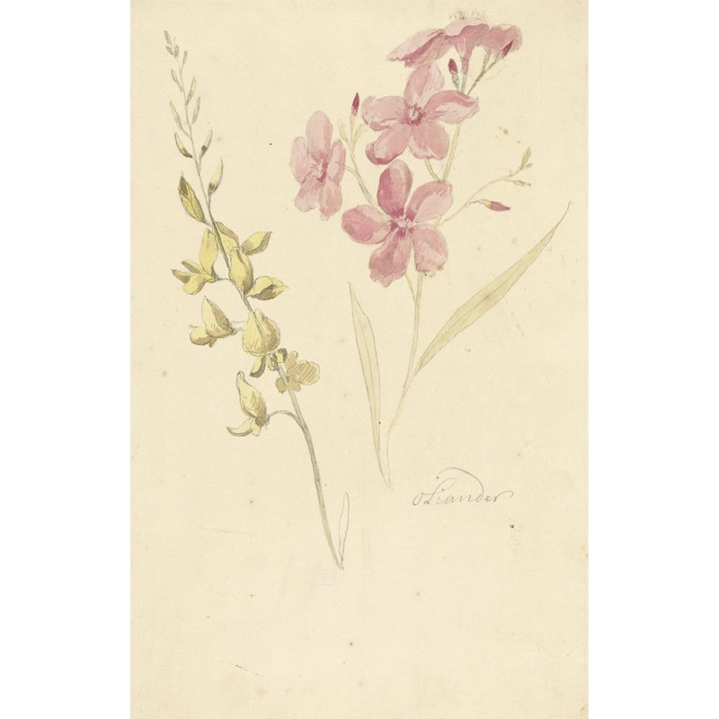 Oleander en brem (1677 - 1755)